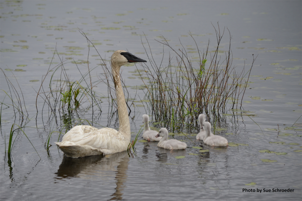 Trumpeter Swan with Cygnet
