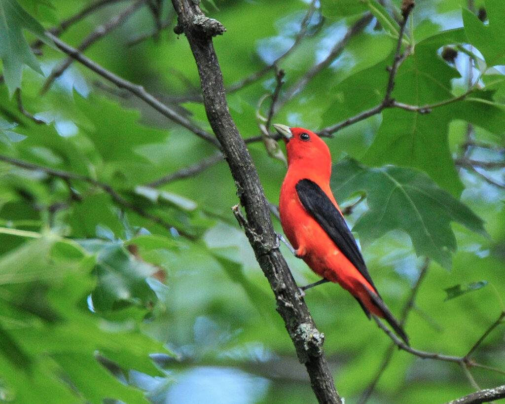Scarlet Tanager by Steve Russell