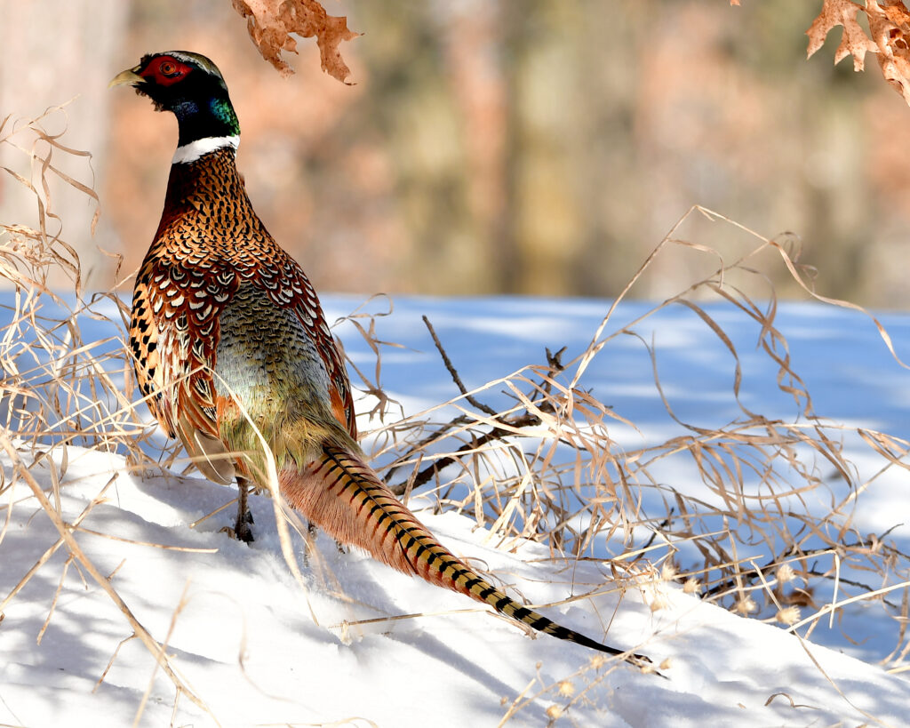 Winter Ring-necked Pheasant by Gina King