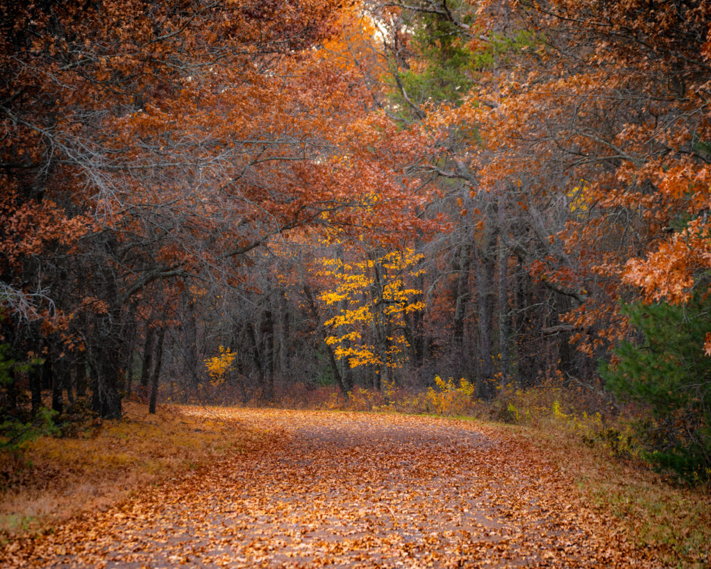 Fall on Phantom Lake Trail by Levi Janssen