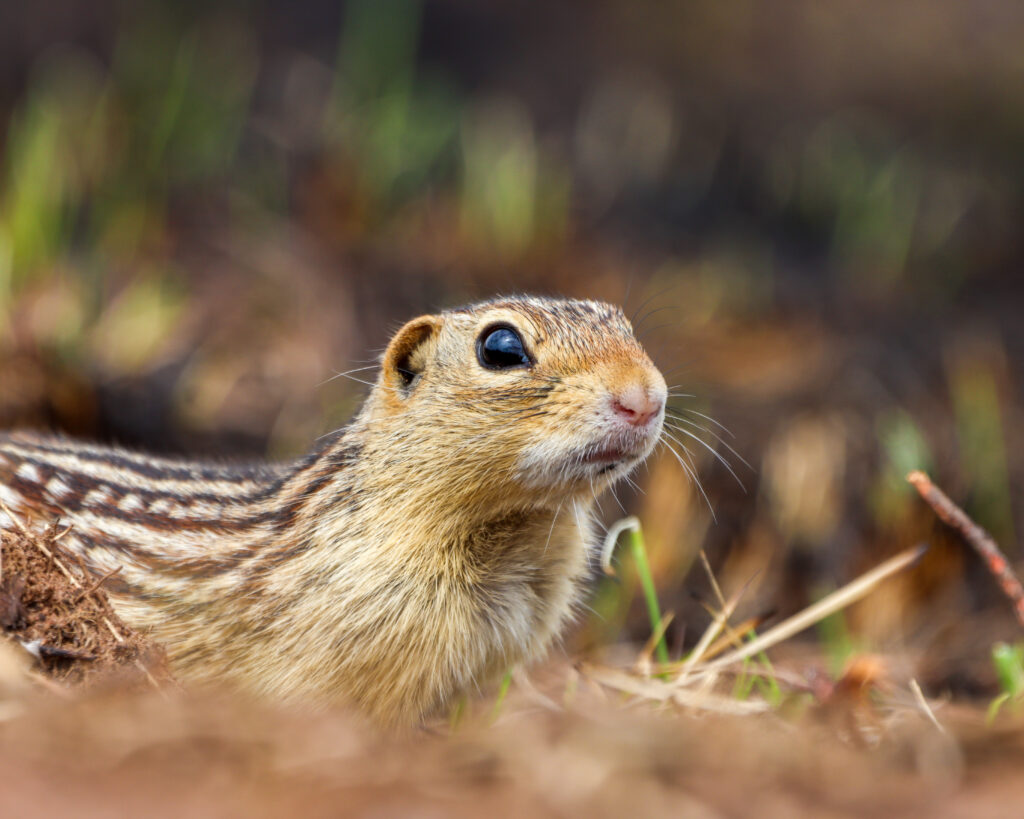 Inquisitive Ground Squirrel by Jacob Meier