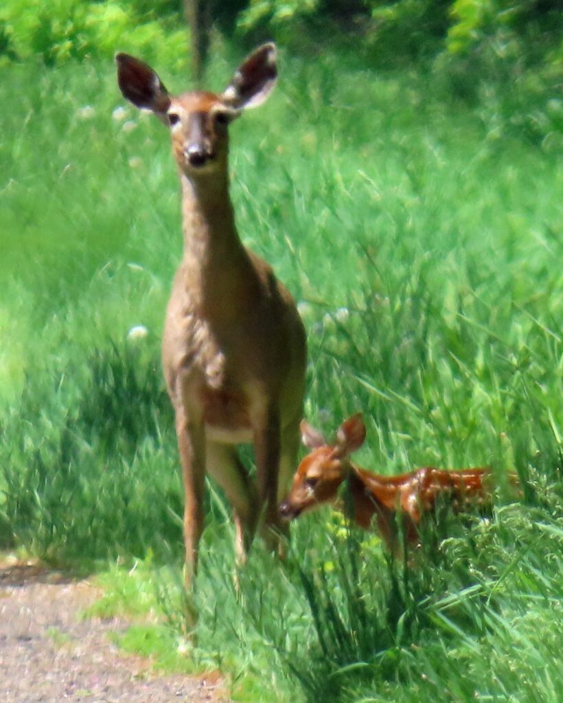 Momma Deer With Fawn by Linda Rae Larson
