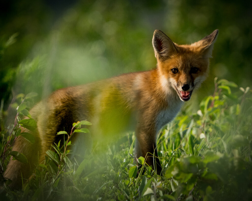 Red Fox by Neal Abella