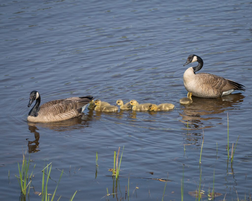 Goose Family by Neal Abello