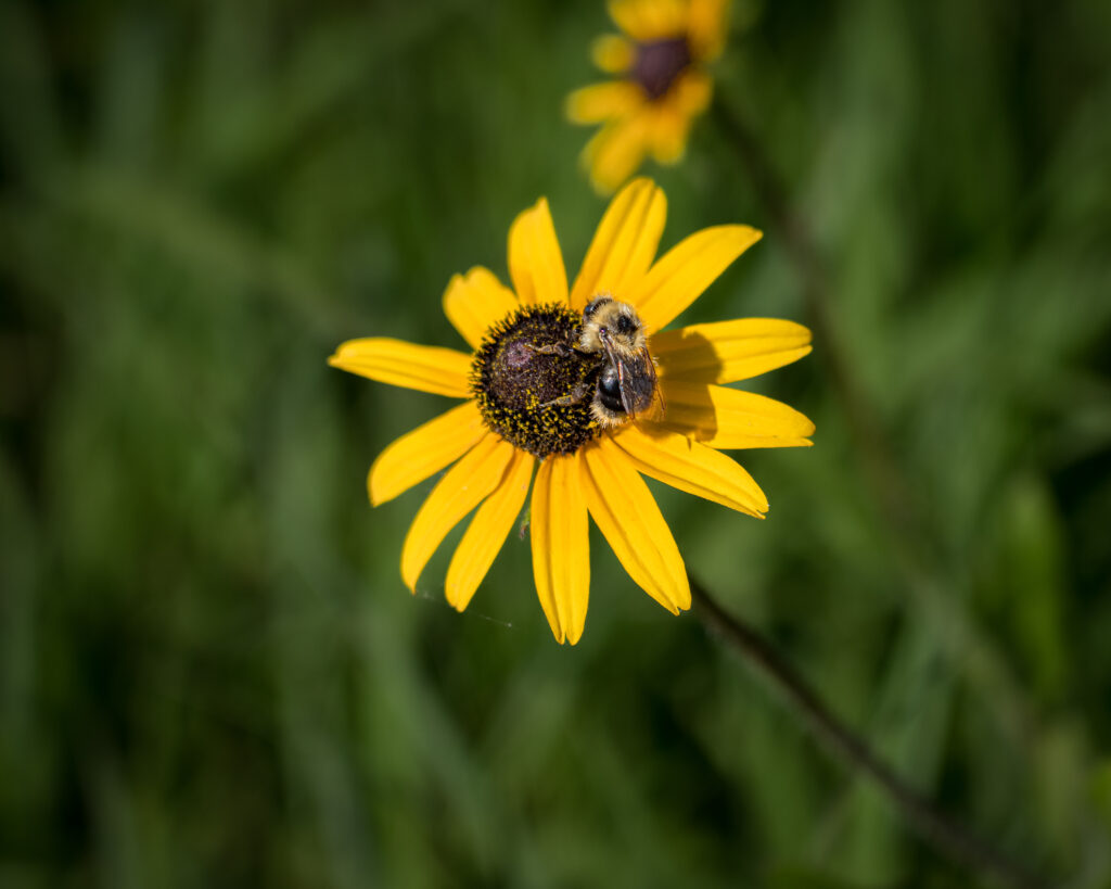 Flower and Bee by Neal Abello