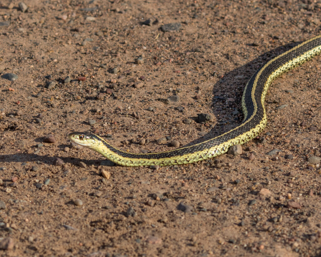 Snake on the Road by Neal Abello